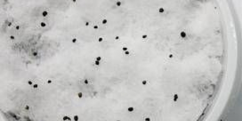 Uzgoj nemofile iz sjemena, kada saditi